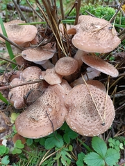 Fungi