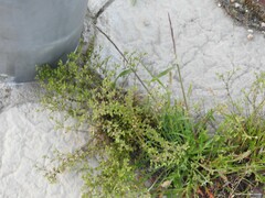 Stellaria media