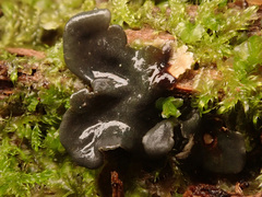 Peltigera collina
