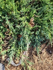 Juniperus horizontalis