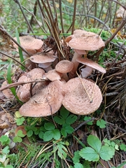 Fungi