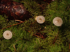 Mycena cinerella