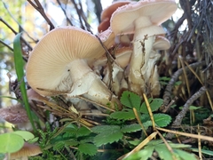 Fungi