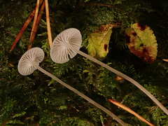 Mycena cinerella