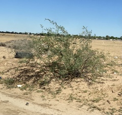 Prosopis