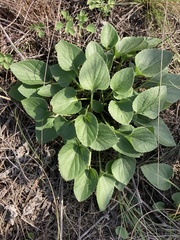 Viola collina