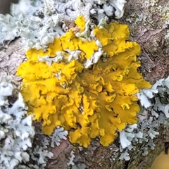 Xanthomendoza