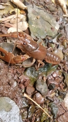 Cambarus robustus