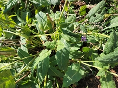 Salvia pratensis