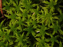 Sphagnum girgensohnii