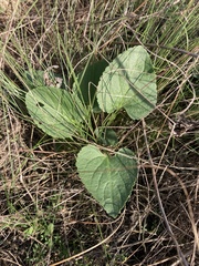 Viola collina