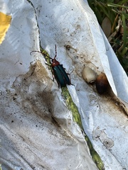 Stenaspis verticalis insignis