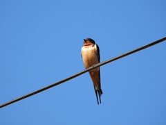 Hirundo rustica