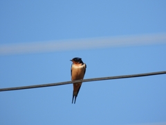 Hirundo rustica