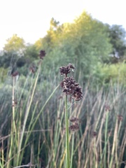 Schoenoplectus acutus