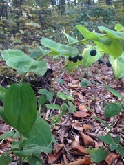 Polygonatum multiflorum