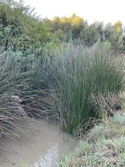 Schoenoplectus acutus