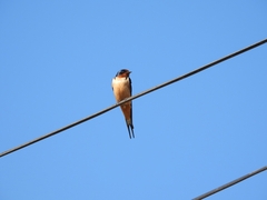 Hirundo rustica