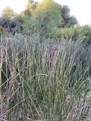 Schoenoplectus acutus