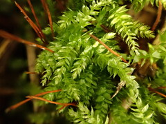 Sciuro-hypnum curtum