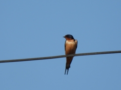 Hirundo rustica