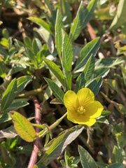 Ludwigia peploides montevidensis