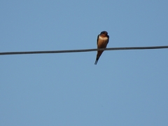 Hirundo rustica