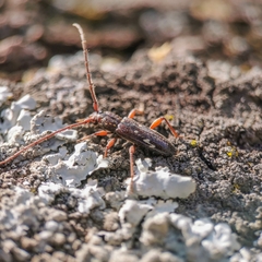 Ambonus interrogationis