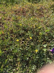 Ludwigia peploides montevidensis