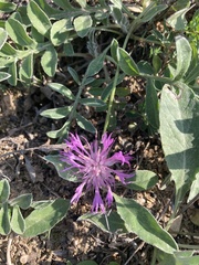 Psephellus marschallianus