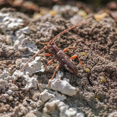 Ambonus interrogationis