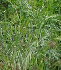 Bromus diandrus