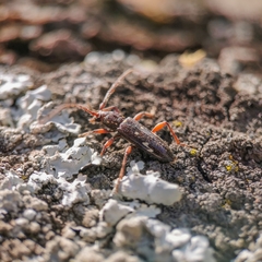 Ambonus interrogationis