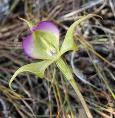 Disperis capensis brevicaudata