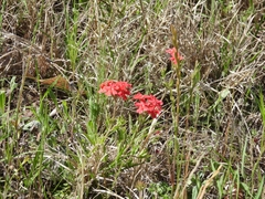 Glandularia peruviana