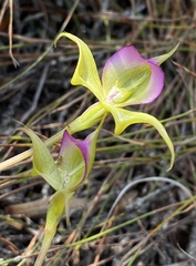 Disperis capensis brevicaudata