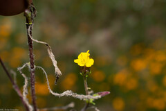 Tridax balbisioides