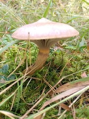 Chroogomphus rutilus