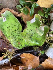 Peltigera aphthosa