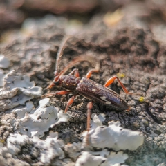 Ambonus interrogationis