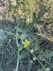 Citrullus colocynthis