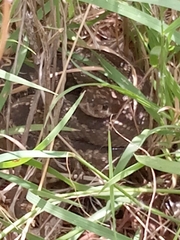 Crotalus molossus nigrescens