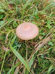 Chroogomphus rutilus