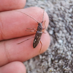 Ambonus interrogationis