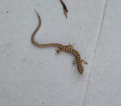 Elgaria multicarinata webbii