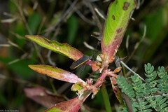 Staluptus marginalis