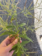 Epilobium coloratum