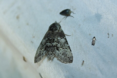 Macrurocampa marthesia