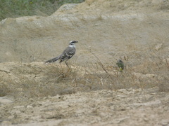 Mimus longicaudatus