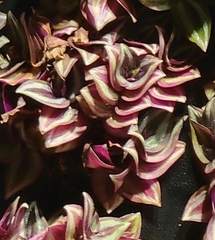 Tradescantia zebrina